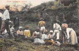 CPA ANTILLES JAMAIQUE JAMAICA GINGER HARVESTING JAMAICA - Jamaïque