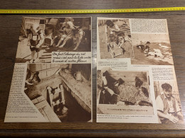 1938 PATI1 élevage Du Rat Lutte Contre Le Cancer éleveur De Rats à Slivenec - Collections