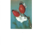 Postcard Unused  -  Rosehips - Medicinal Plants