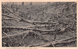 SIERRA LEONE - FELLING FORESTS FOR PLANTING ~ AN OLD REAL PHOTO POSTCARD #2324269 - Sierra Leone