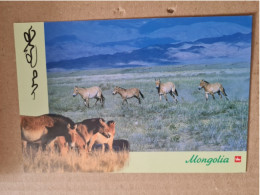 Carte MONGOLIE TAKHI PRZEWALSKI HORSES - Mongolië