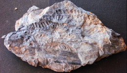 9577 Fossiles Plante Du Carbonifère Carboniferous Plant Pecopteris Pennaeformis - Fossielen