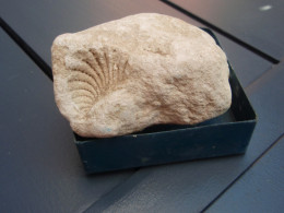 Ancienne Collection - Empreinte Fossile - Partie De Boîte " MIGNONNETTES " - Fossielen