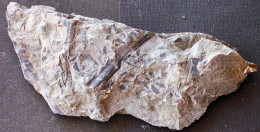 9578 Fossiles Plante Du Carbonifère Carboniferous Plant Sphenophyllum Oblongifolium - Fósiles