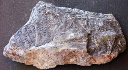 9579 Fossiles Plante Du Carbonifère Carboniferous Plant Pecopteris Acuta - Fossielen