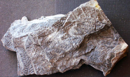 9580 Fossiles Plante Du Carbonifère Carboniferous Plant Pecopteris Dentata - Fossielen