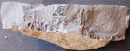 9586 Fossiles Plante Du Carbonifère Carboniferous Plant Sphenophyllum Emarginatum - Fossilien