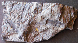 9587 Fossiles Plante Du Carbonifère Carboniferous Plant Calamostachys - Fossils
