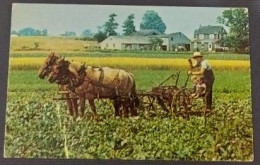 WORLDWIDE OLD POSTCARD. AMISH BOY AND HIS TOW BROTHERS ONCULTIVATOR .MINT - World