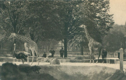 Parc Zoologique Vincennes - Paris -  Les Girafes Sur Leur Plateau   N 259 - Jirafas