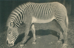 Parc Zoologique Vincennes - Paris - Un Zebre De Grevy  N 261 - Zebra's