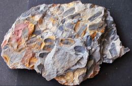 9590 Fossiles Plante Du Carbonifère Carboniferous Plant Linopteris Oblica - Fósiles