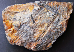 9594 Fossiles Plante Du Carbonifère Carboniferous Plant Cyperites - Fósiles