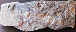 9595 Fossiles Plante Du Carbonifère Carboniferous Plant Sphenophyllum Geishecki Recto Et Verso - Fossils