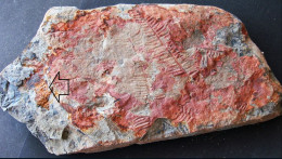 9596 Fossiles Plante Du Carbonifère Carboniferous Plant Sphenophyllum Majus + Alethopteris Lonchitica, Verso P. Cyathea - Fossils