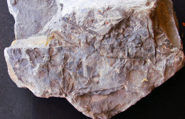 9597 Fossiles Plante Du Carbonifère Carboniferous Plant Sphenophyllum Chaerophylloides - Fossielen