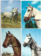 Paard Horse Cheval Photo Cartes Lot 4 Cartes Foto Prentkaart Htje - Pferde