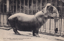 CPA  PARIS 75 - Jardin Des Plantes - Hippopotame Du Sénégal - Flusspferde