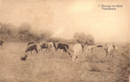 AGRICULTURE - Elevage Du Bétail - Carte Postale Ancienne - Viehzucht