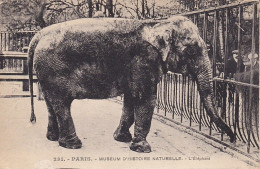 CPA  PARIS 75 - Museum D'histoire Naturelle - L'Eléphant - Éléphants