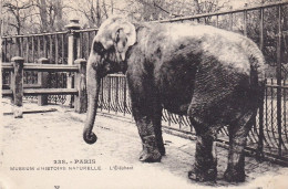 CPA  PARIS 75 - Museum D'histoire Naturelle - L'Eléphant - Éléphants