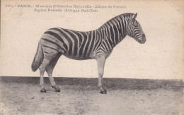 CPA  PARIS 75 - Museum D'histoire Naturelle - Zèbre De Potock - Zebra's