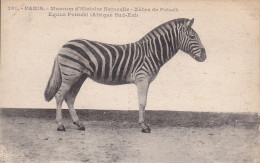 CPA  PARIS 75 - Museum D'histoire Naturelle - Zèbre De Potock - Cebras