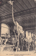 CPA  PARIS 75 - Museum D'histoire Naturelle - Squelette De Girafe - Girafes