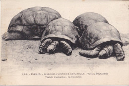 CPA  PARIS 75 - Museum D'histoire Naturelle - Tortues Eléphantines Des Iles Seychelles - Tortugas