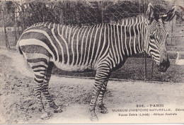 CPA  PARIS 75 - Museum D'histoire Naturelle - Zèbre - Zebra's