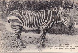CPA  PARIS 75 - Museum D'histoire Naturelle - Zèbre - Zebras
