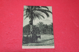 Libya Bengasi Raccolta Di Datteri 1919 Ed. Costa  - Libya