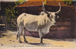 CPA  PARIS 75 - Museum D'histoire Naturelle - Boeuf Zébu Massina - Taureaux