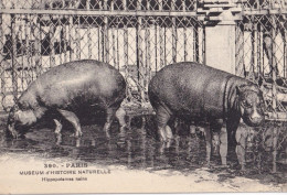 CPA  PARIS 75 - Museum D'histoire Naturelle - Hippopotames Nains - Nijlpaarden