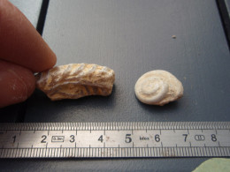 Ancienne Collection -  Petit Fossile De Gastéropode Et Autre à Identifier. - Fossielen