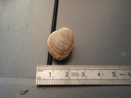 Ancienne Collection -  Petit Fossile De Gastéropode   à Identifier. - Fossils