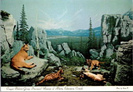 Canada Edmonton Provincial Museum Of Alberta Cougar Habitat Group - Edmonton