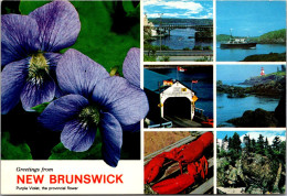 Canada New Brunswick Greetings With Provincial Flower Purple Violet And More 1990 - Other & Unclassified