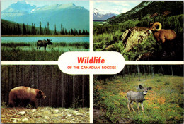 Canada Wildlife Of The Canadian Rockies Multi View - Cartoline Moderne