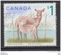 Canada, Gibier, Cerf, Deer, Bouleau, Bouleaux, Birch - Other & Unclassified