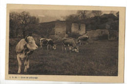Villars-sur-Ollon (Suisse, Vaud) : Vaches Au Pâturage Près D'une Ruine De Villars-Chésière En 1910 PF. - Ollon