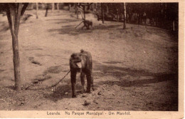 ANGOLA - LUANDA - No Parque Municipal - Um Mandril - Angola