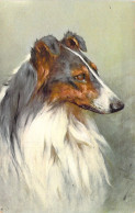 CHIENS - Collie Dog - Illustration Signée ? - Carte Postale Ancienne - Honden