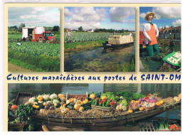 CPM CULTURES MARAICHERES St Omer - Marchés