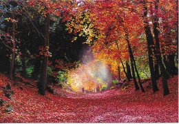 AUTUMN COLOURS AT CLIVEDEN, BUCKINGHAMSHIRE, ENGLAND. UNUSED POSTCARD   Fa9 - Buckinghamshire