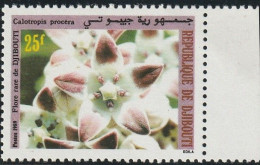 THEMATIC FLORA: POISONOUS PLANTS.  CALOTROPIS PROCERA OR APPLE OF SODOM    - DJIBOUTI - Plantes Toxiques
