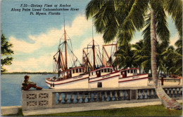 Florida Fort Myers Shrimp Fleet At Anchor Along Caloosahatchee River Curteich - Fort Myers