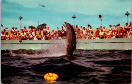 Florida Miami Seaquarium Cha-Cha The World's Only Tail Dancing Porpoise - Miami