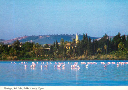 Cyprus Larnaca Salt Lake Tekke Flamingo Birds - Chypre