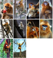 China Postcard，Golden Monkey，10 Pcs - Chine